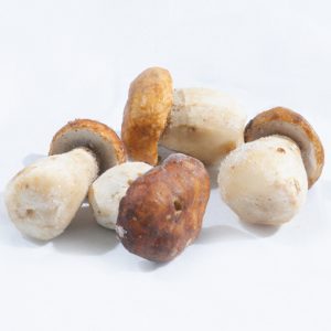 2306-BOLETUS-EDULIS-PP-2-4-cm 2306-BOLETUS-EDULIS-PP-2-4-cm