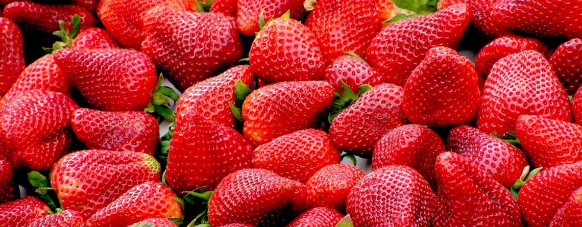 Puré congelado de fresa – Fragaria camarosa