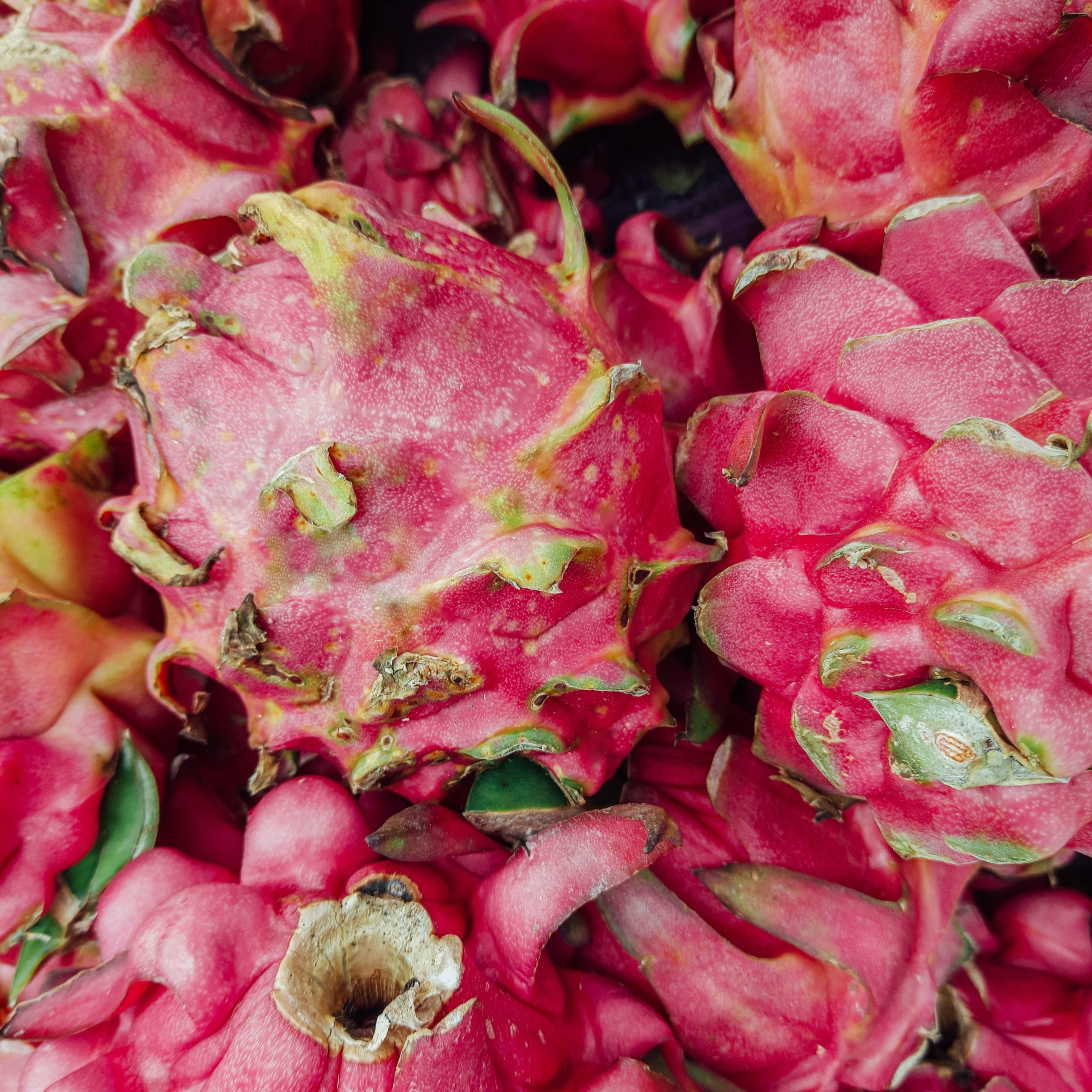 pitaya congelada